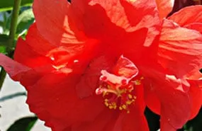 Top-rated lawn care service in Hudson, FL by Canterbury Farms Wholesale Nursery