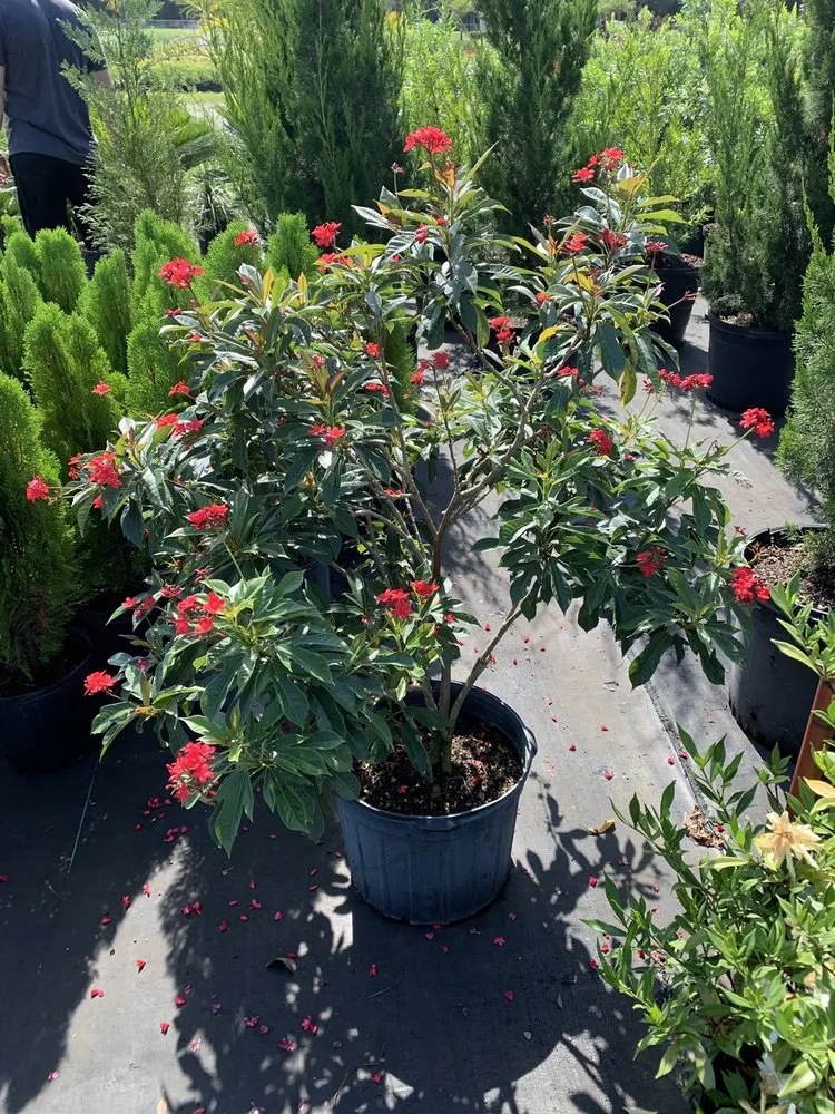 Professional landscaping services in Hudson, FL - Canterbury Farms Wholesale Nursery