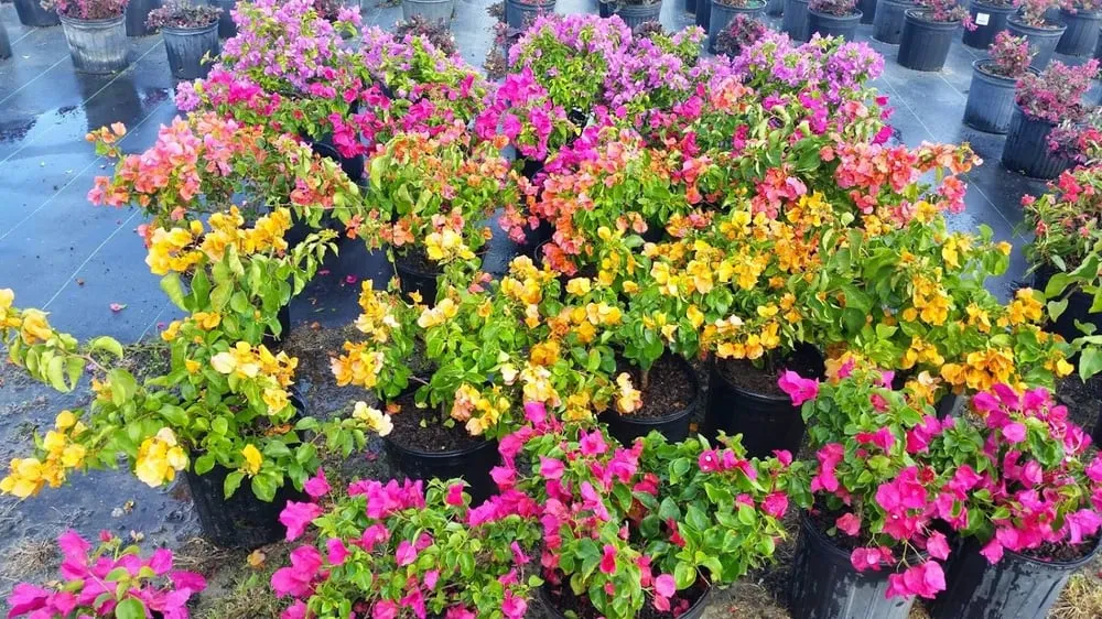 Custom lawn mowing service experts serving Hudson, FL - Canterbury Farms Wholesale Nursery