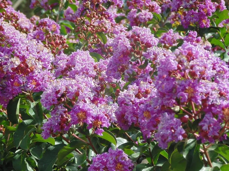 Affordable yard cleanup service in Hudson, FL - Canterbury Farms Wholesale Nursery