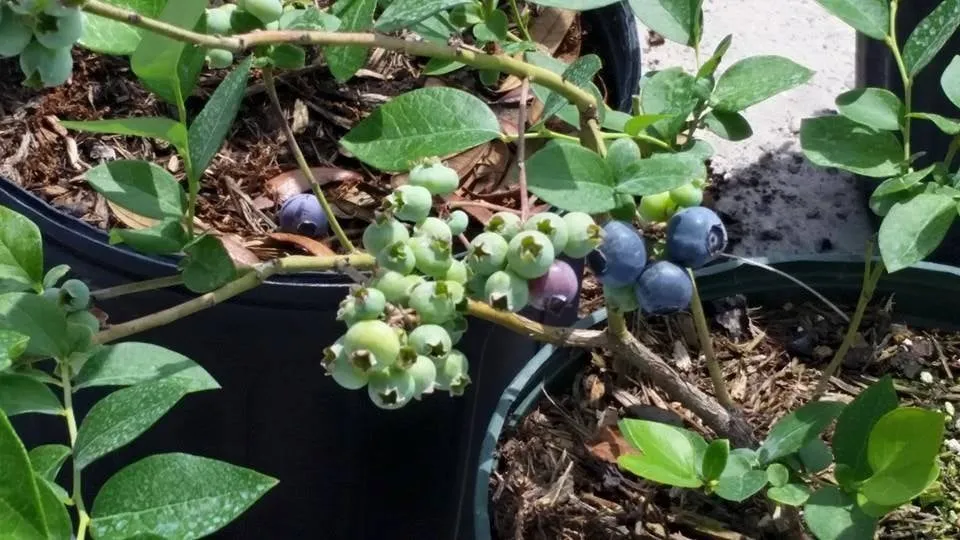 Top-rated yard cleanup service experts serving Hudson, FL - Canterbury Farms Wholesale Nursery