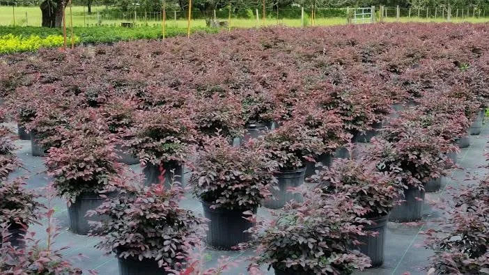 Reliable garden landscaping experts serving Hudson, FL - Canterbury Farms Wholesale Nursery