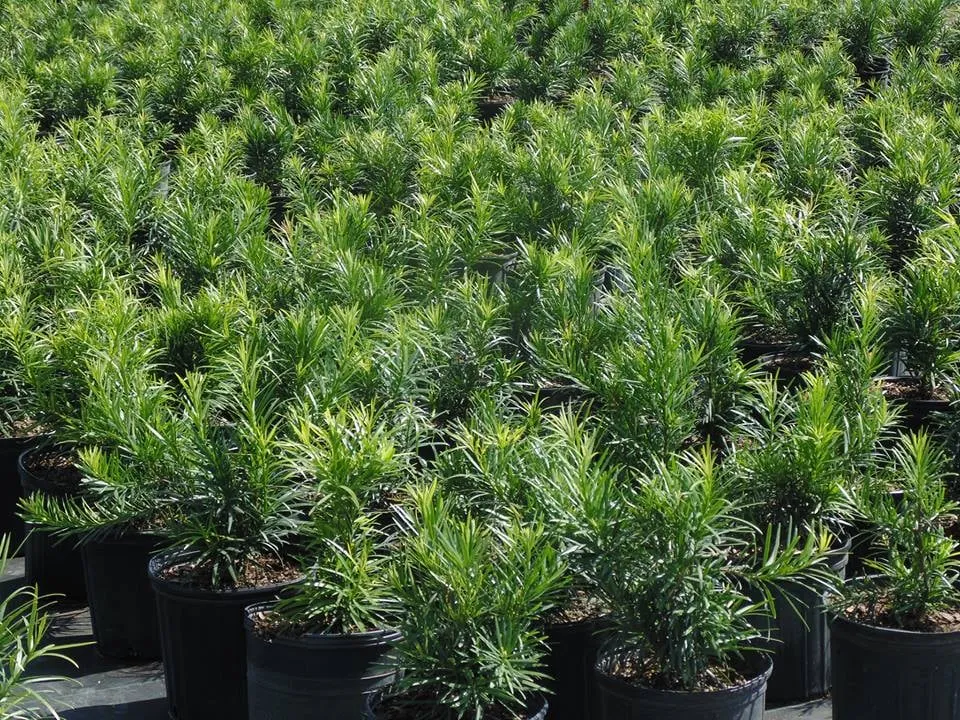 Local residential landscaping in Hudson, FL - Canterbury Farms Wholesale Nursery