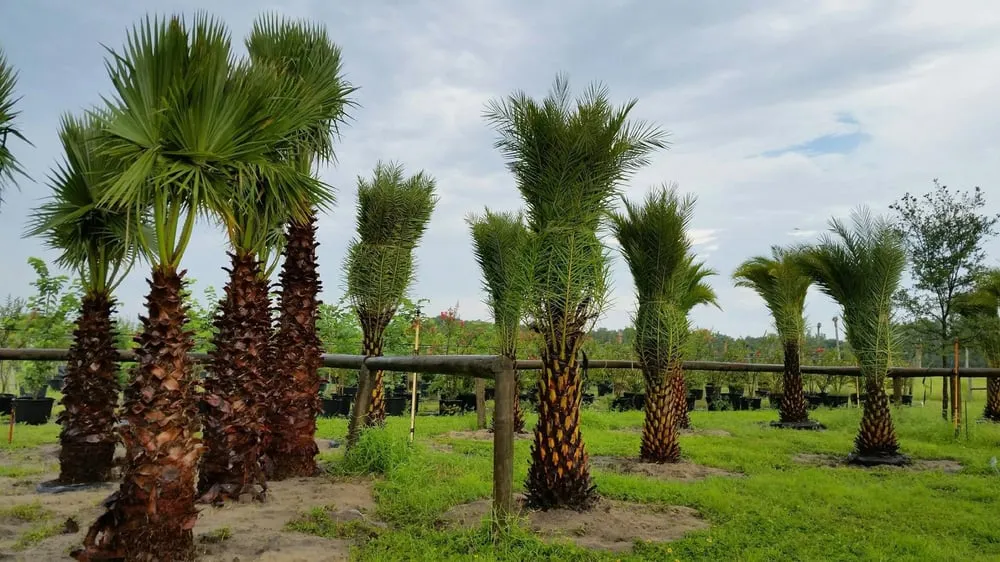 Custom landscape installation in Hudson, FL by Canterbury Farms Wholesale Nursery