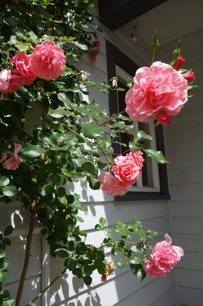 Local outdoor landscaping for outdoor upgrades in Pasadena, CA by Canterbury Landscaping