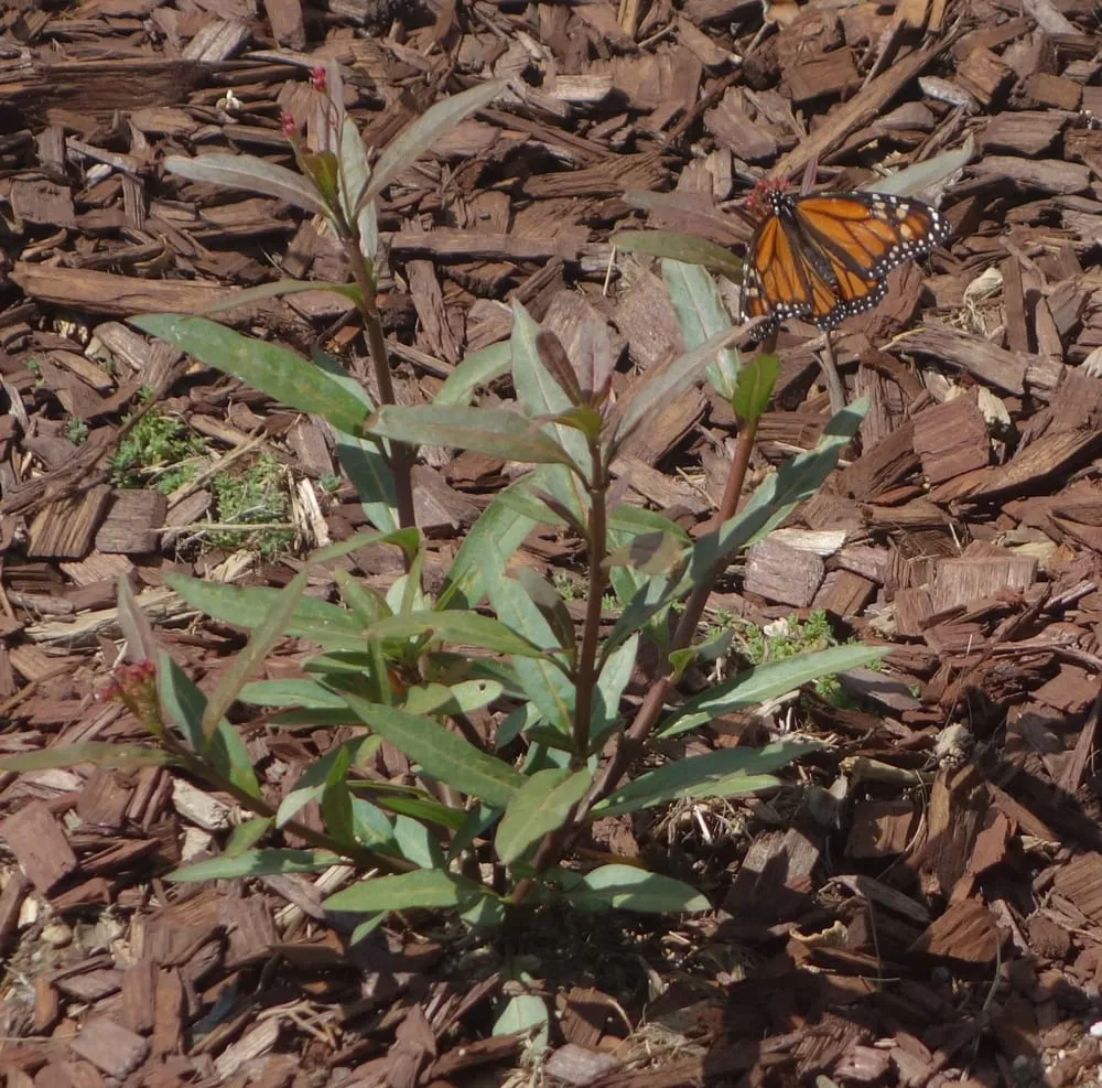 Affordable landscape installation experts serving Pasadena, CA - Canterbury Landscaping