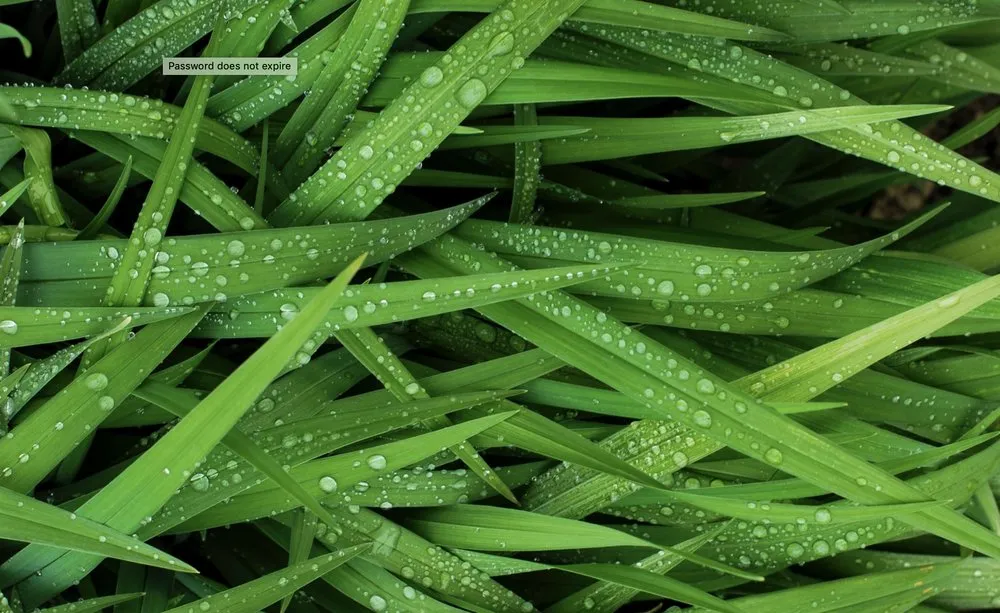 Reliable yard maintenance for beautiful yards in Canton, MI by Canton's Best Lawn Care