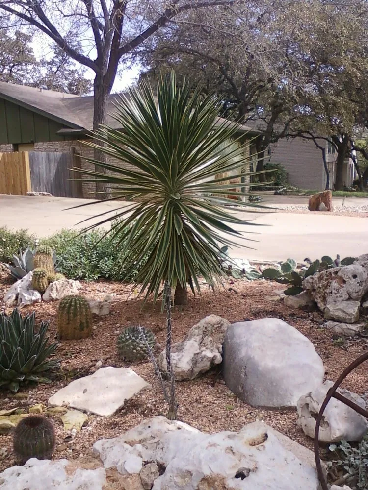 Expert lawn mowing service for homes in Round Rock, TX by Cantu Nursery & Landscape