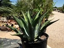 Expert landscape design for residential properties in Round Rock, TX by Cantu Nursery & Landscape