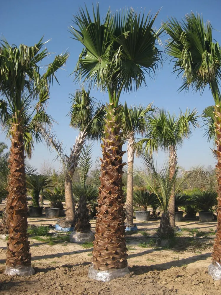 Reliable yard maintenance for outdoor upgrades in Round Rock, TX by Cantu Nursery & Landscape