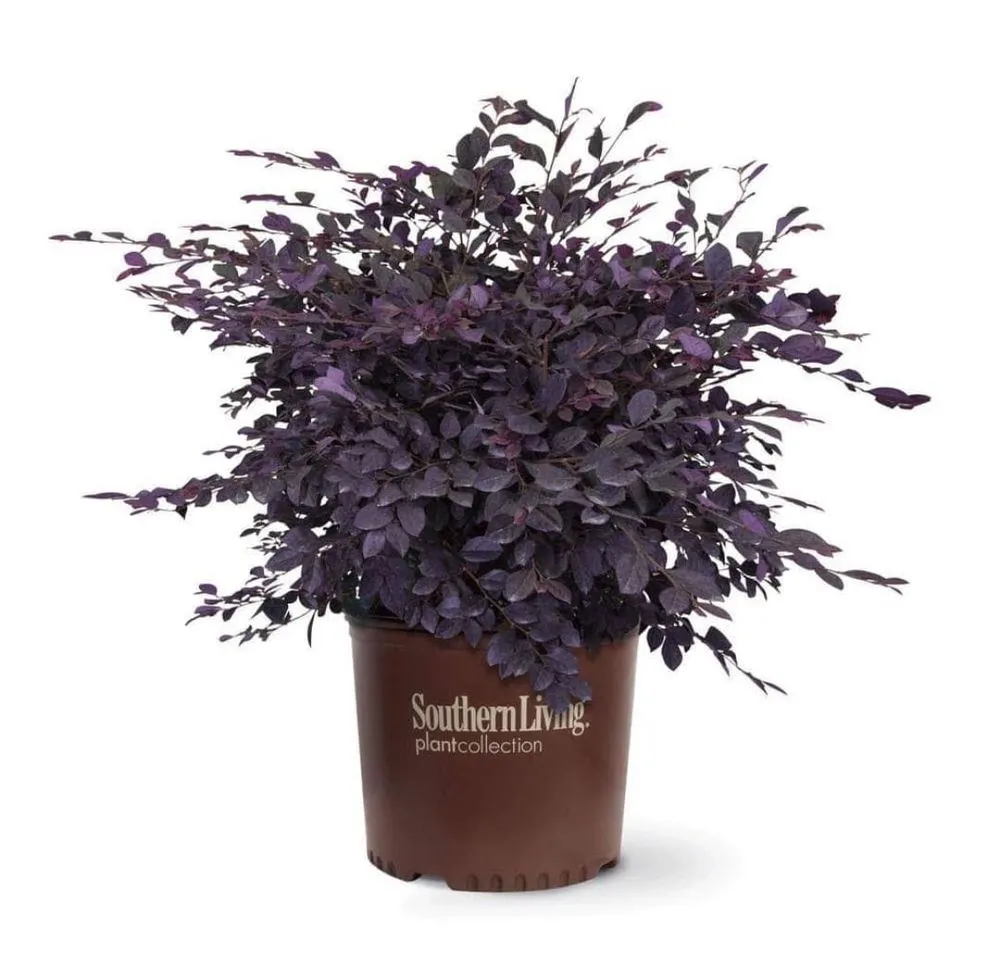 Local yard maintenance for residential properties in Starke, FL by Canvas Landscaping