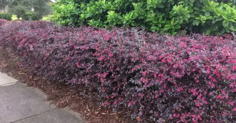 Expert lawn mowing service in Starke, FL - Canvas Landscaping