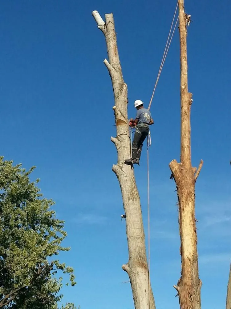 Trusted yard cleanup service for outdoor upgrades in Hermiston, OR by Canvin Tree Service