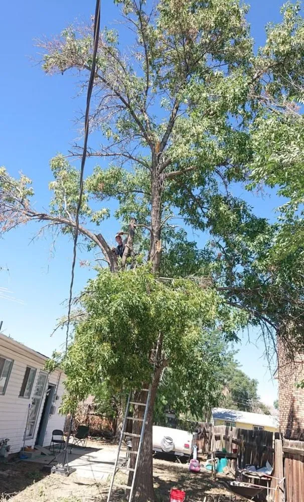 Professional lawn mowing service for beautiful yards across Cañon City, CO - Canyon Curb Appeal