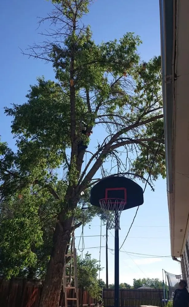 Custom landscaping services for year-round maintenance across Cañon City, CO - Canyon Curb Appeal