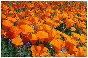 Expert landscape installation for residential properties across Colton, CA - Canyon Hydroseeding