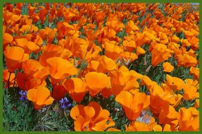 Top-rated outdoor landscaping in Colton, CA - Canyon Hydroseeding