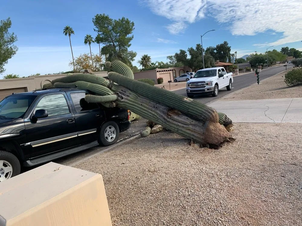 Custom yard cleanup service in Tempe, AZ by CAP Landscaping And Tree Removal Service