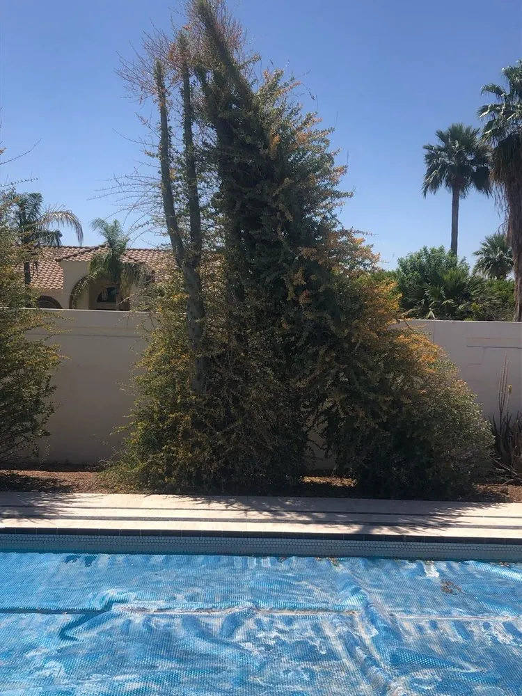 Custom lawn care service near you across Tempe, AZ - CAP Landscaping And Tree Removal Service