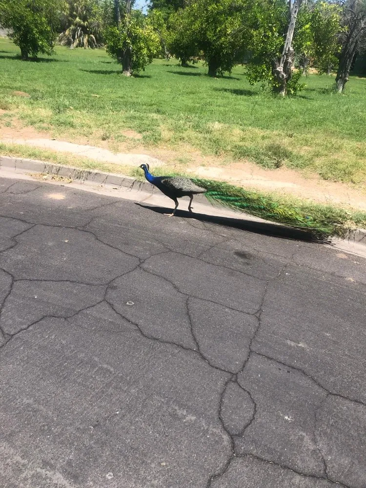 Expert lawn mowing service for outdoor upgrades in Tempe, AZ by CAP Landscaping And Tree Removal Service