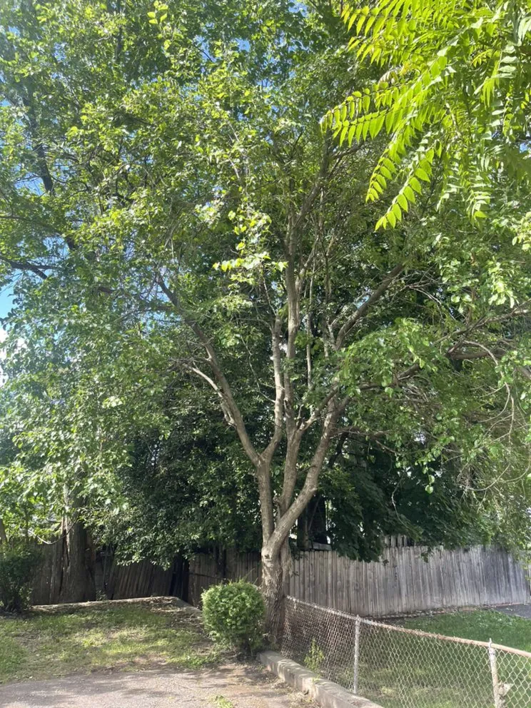 Trusted lawn care service near you across Passaic, NJ - Cap Lawncare And Services