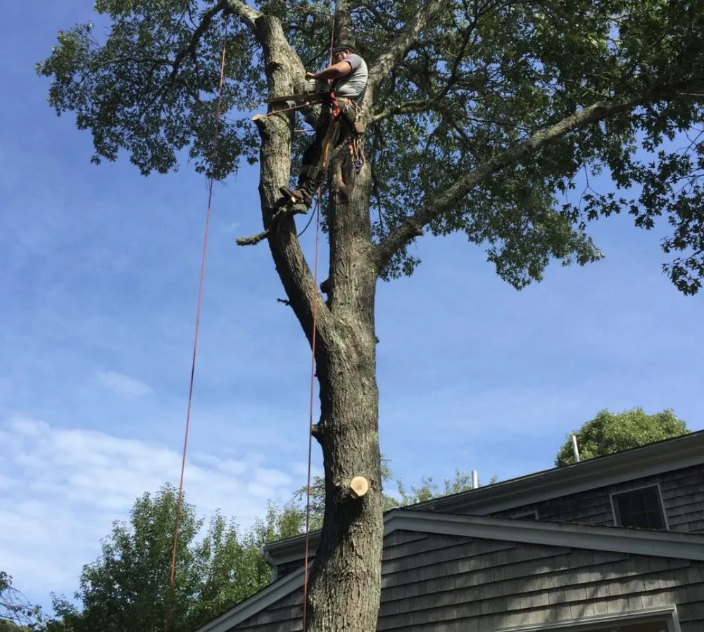 Trusted lawn mowing service in Cape Cod, MA - Cape Cod Yard Service