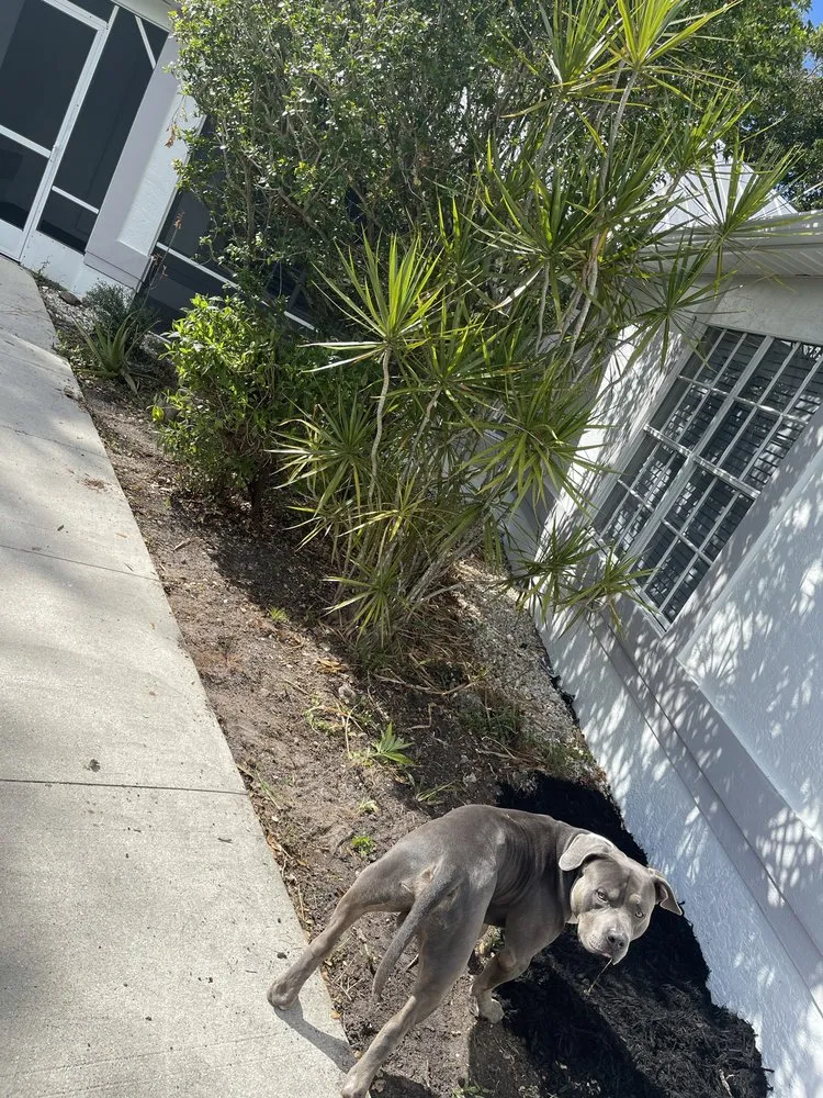 Custom yard cleanup service experts serving North Fort Myers, FL - Cape Coral Lawn Care