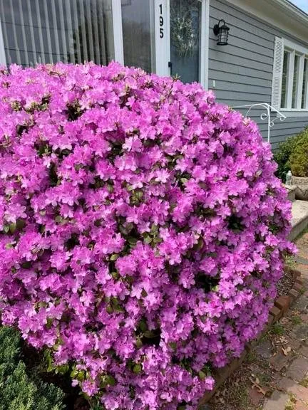 Expert yard cleanup service near you in Hyannis, MA by Cape Home Landscaping