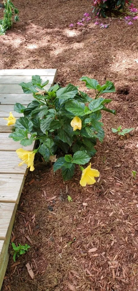 Custom lawn mowing service experts serving Gloucester, MA - CapeAnn Landsape