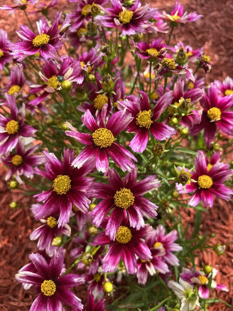 Affordable landscaping services for beautiful yards across St Claire Shores, MI - Capek's Landscaping