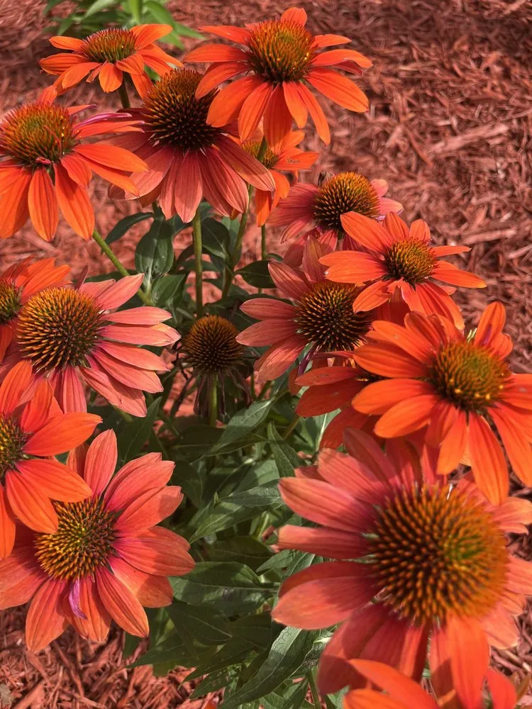 Reliable landscape design experts serving St Claire Shores, MI - Capek's Landscaping