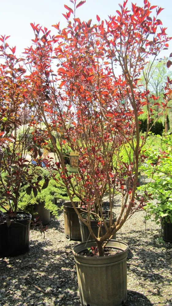 Expert landscape design experts serving Middletown, NJ - Capelli's