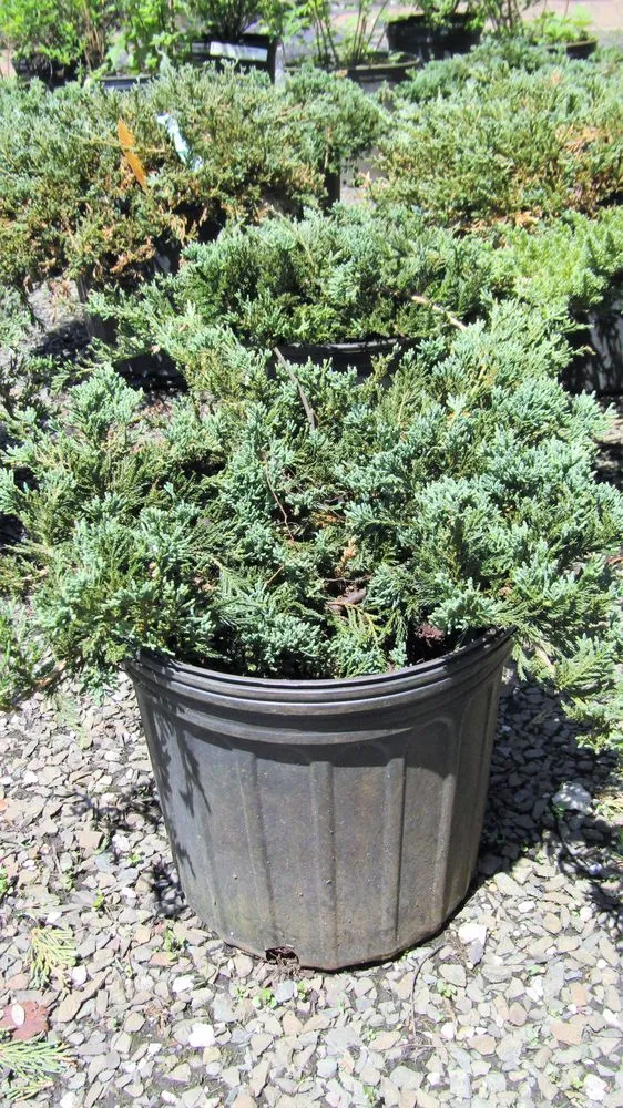 Professional yard cleanup service experts serving Middletown, NJ - Capelli's