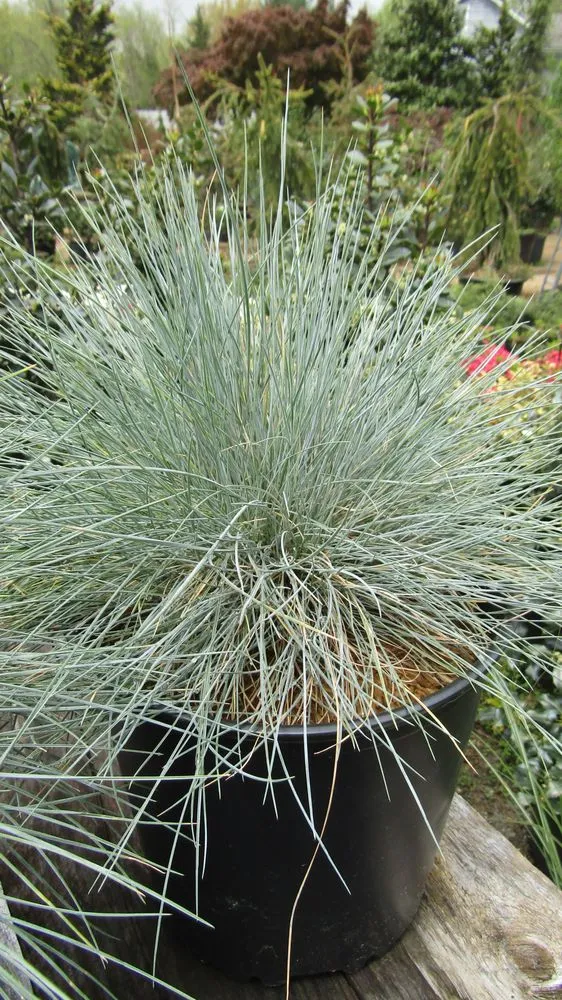 Reliable lawn care service near you in Middletown, NJ by Capelli's