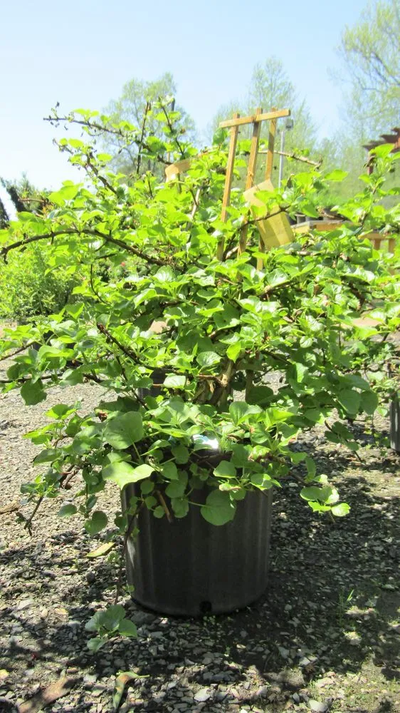 Local garden landscaping in Middletown, NJ by Capelli's