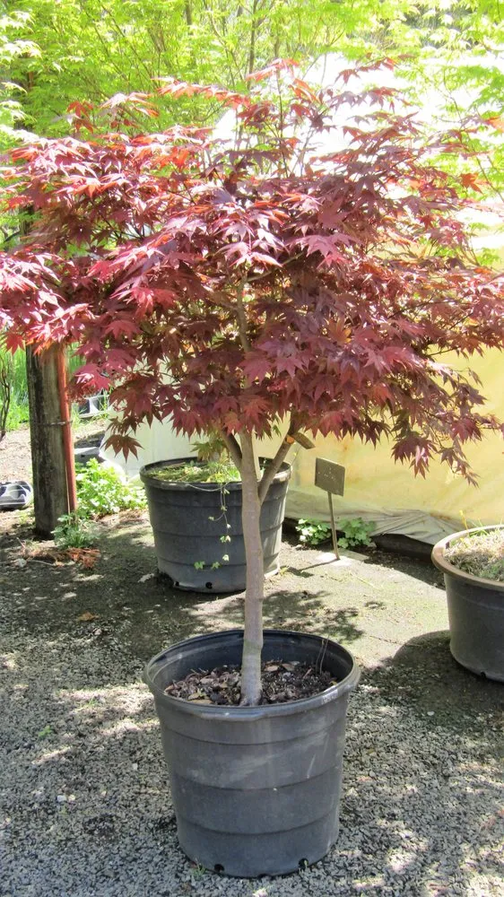 Expert landscape design in Middletown, NJ - Capelli's