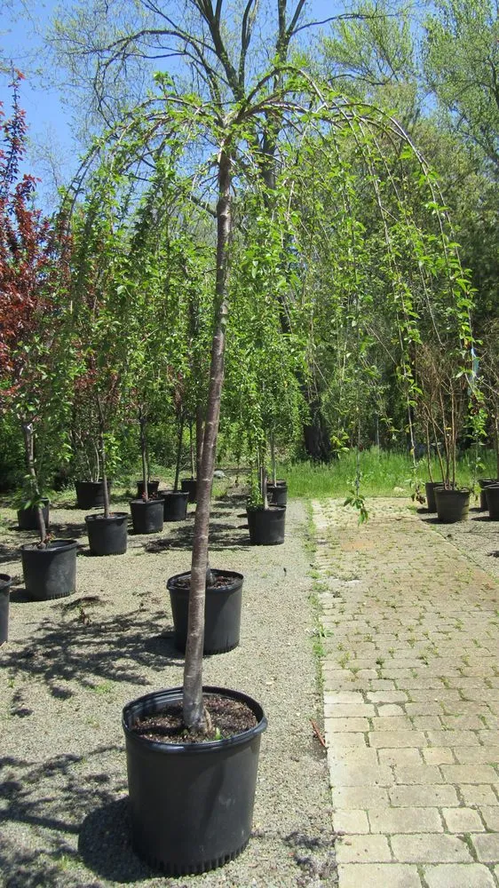 Custom landscape design for year-round maintenance across Middletown, NJ - Capelli's