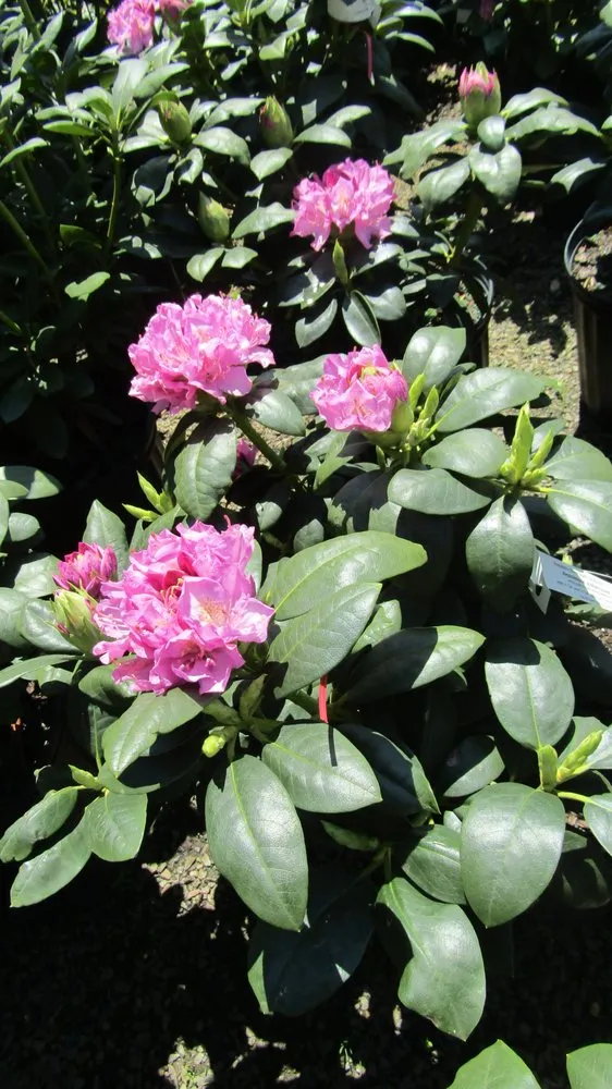 Professional residential landscaping for homes across Middletown, NJ - Capelli's