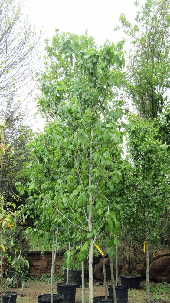 Custom yard maintenance for residential properties in Middletown, NJ by Capelli's