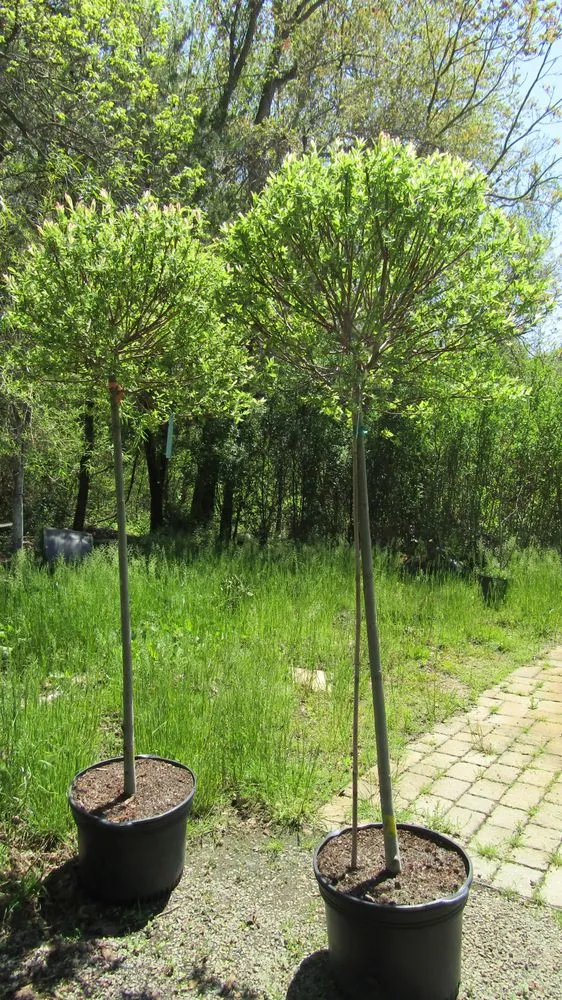 Local landscaping services in Middletown, NJ - Capelli's