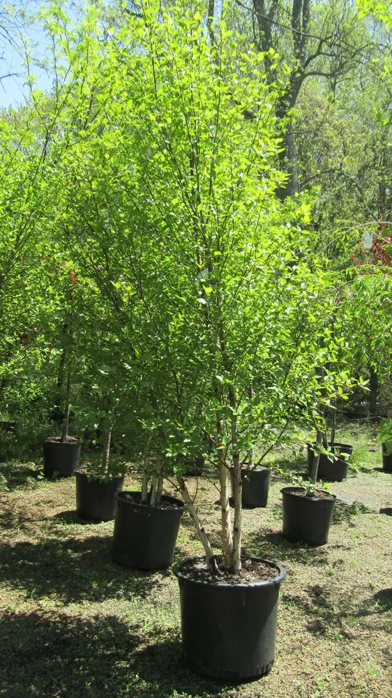 Expert landscape installation in Middletown, NJ - Capelli's