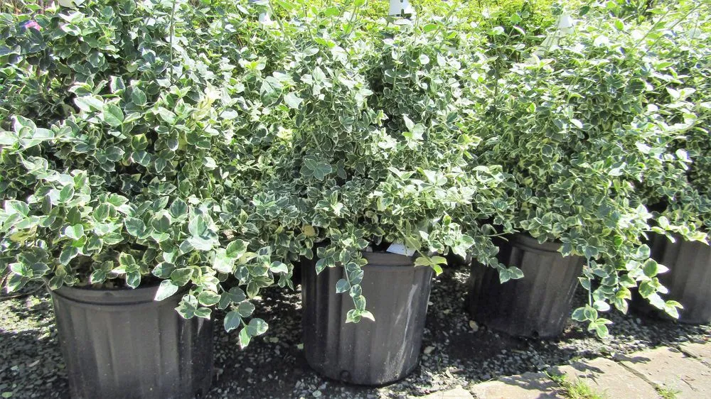 Affordable garden landscaping near you in Middletown, NJ by Capelli's