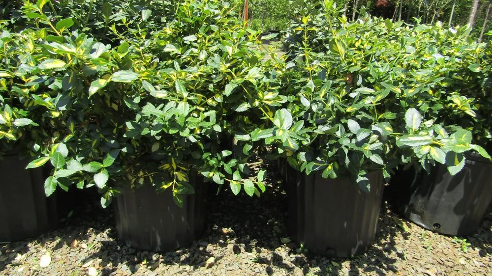 Reliable lawn mowing service with custom design across Middletown, NJ - Capelli's