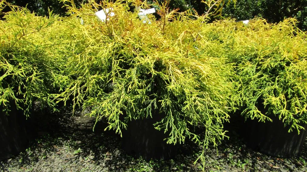 Local garden landscaping in Middletown, NJ - Capelli's