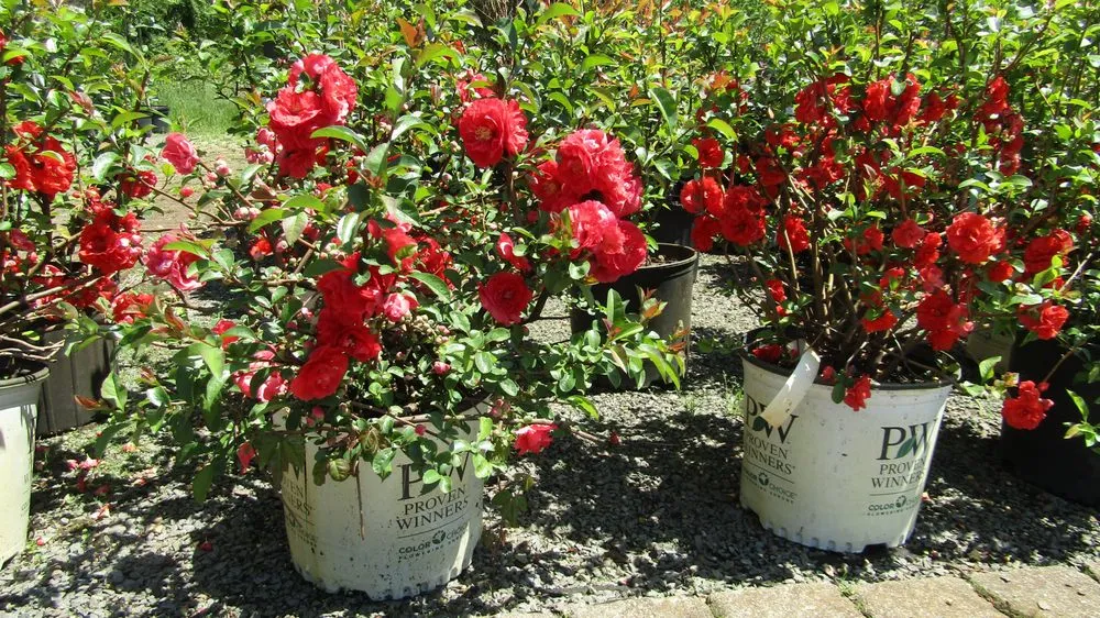 Local yard cleanup service in Middletown, NJ by Capelli's