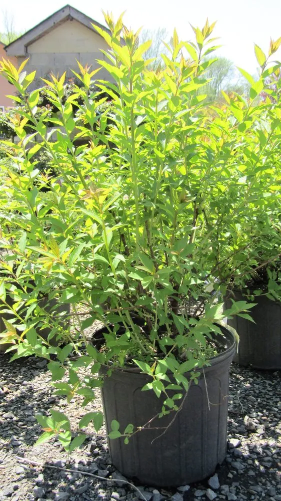 Reliable landscape installation in Middletown, NJ - Capelli's