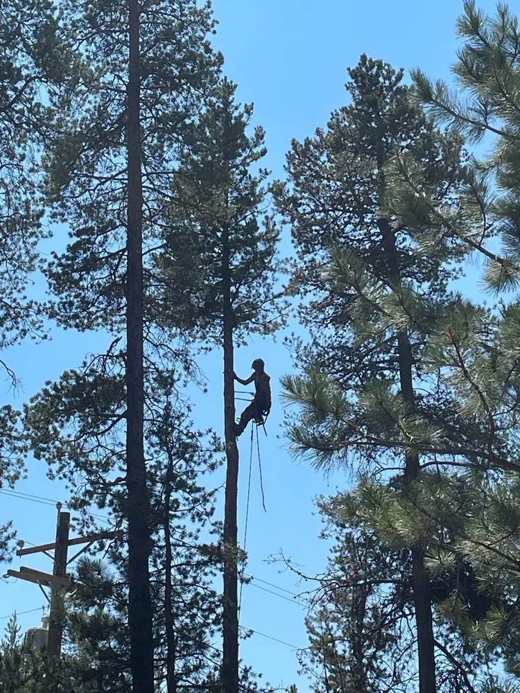 Affordable outdoor landscaping experts serving La Pine, OR - Capelli’s Timber and Land Services