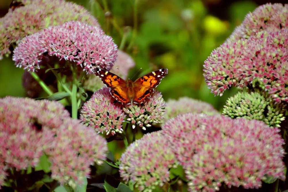 Affordable landscape installation experts serving South Portland, ME - Capelluti, MLA Landscape & Garden