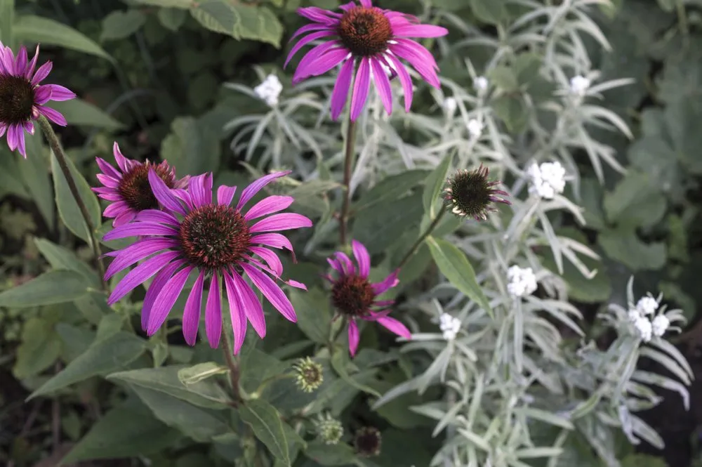 Custom landscaping services experts serving South Portland, ME - Capelluti, MLA Landscape & Garden