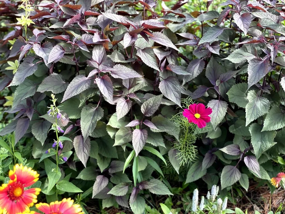 Local lawn mowing service experts serving South Portland, ME - Capelluti, MLA Landscape & Garden